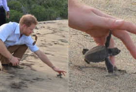 `Go, Go, Go`: Harry releases turtles on Caribbean beach